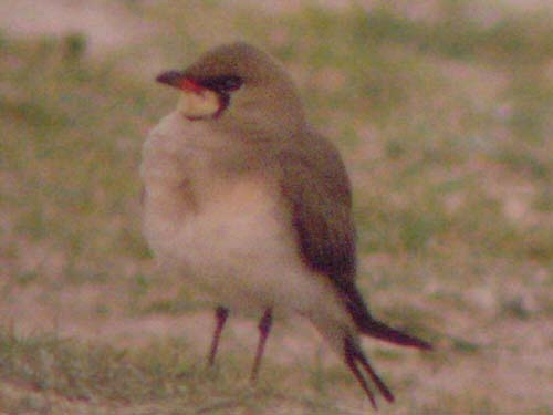 Collared Pratincole