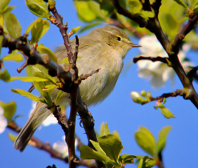 Chiffchaff