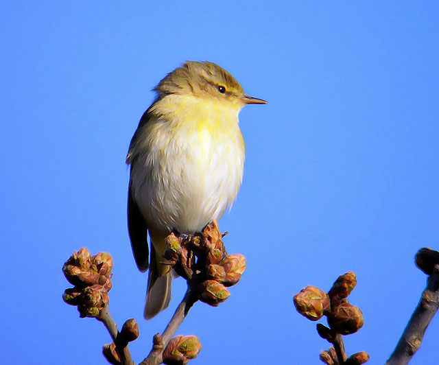 Willow Warbler