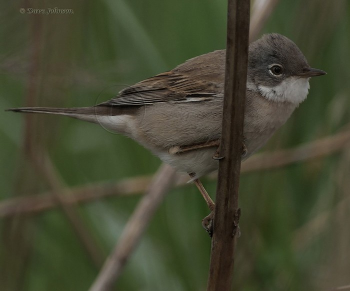 Whitethroat