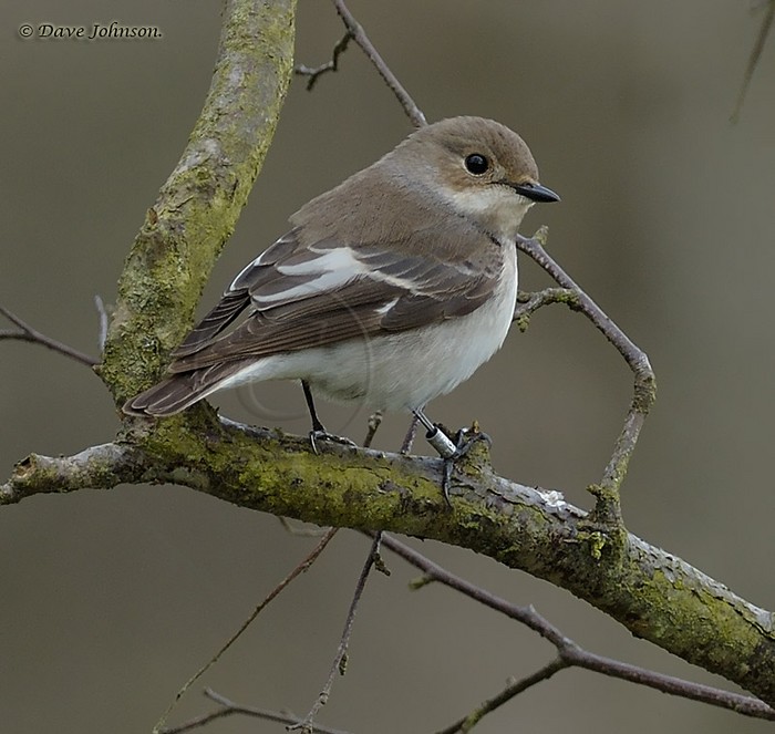 Pied Flycatcher