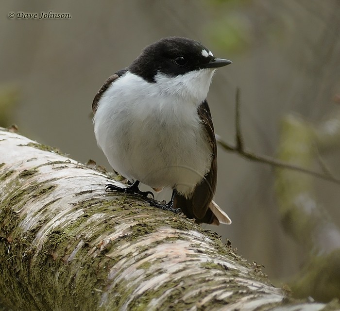 Pied Flycatcher