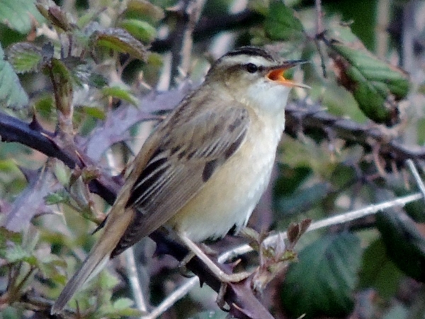 Sedge Warbler