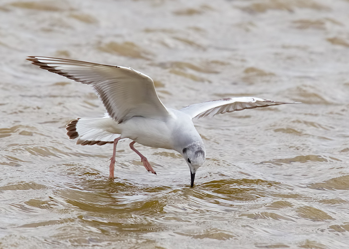 Bonaparte's Gull