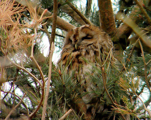 Tawny Owl