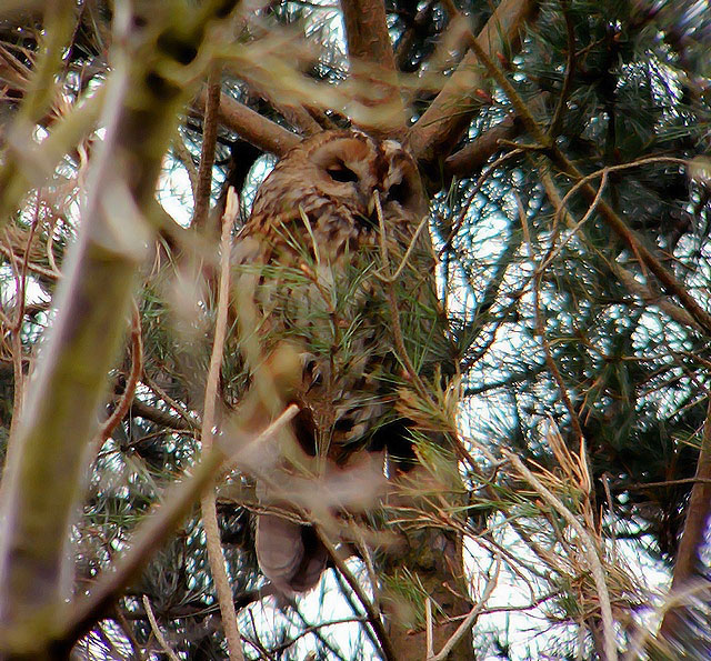 Tawny Owl