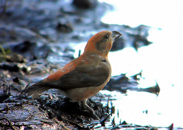 Crossbill