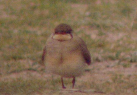 Collared Pratincole