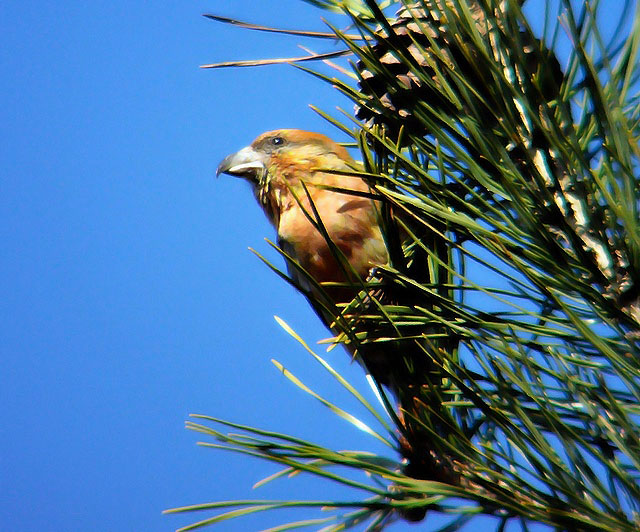 Crossbill