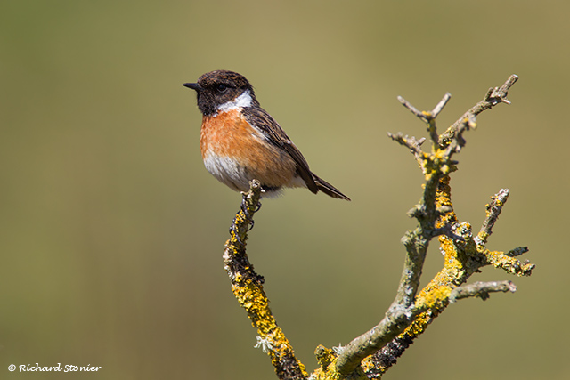 Stonechat