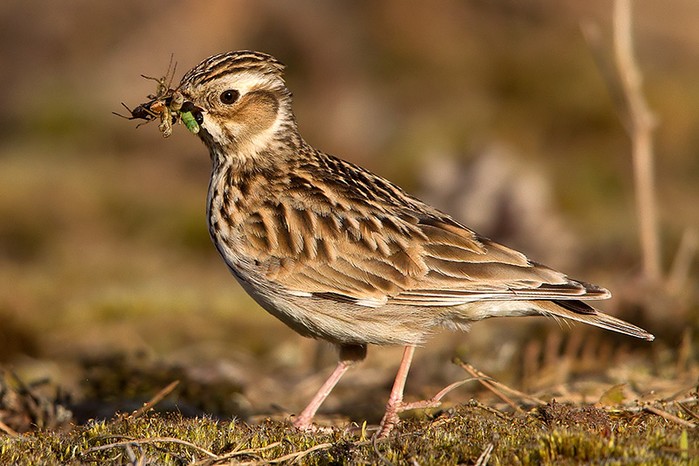 Woodlark