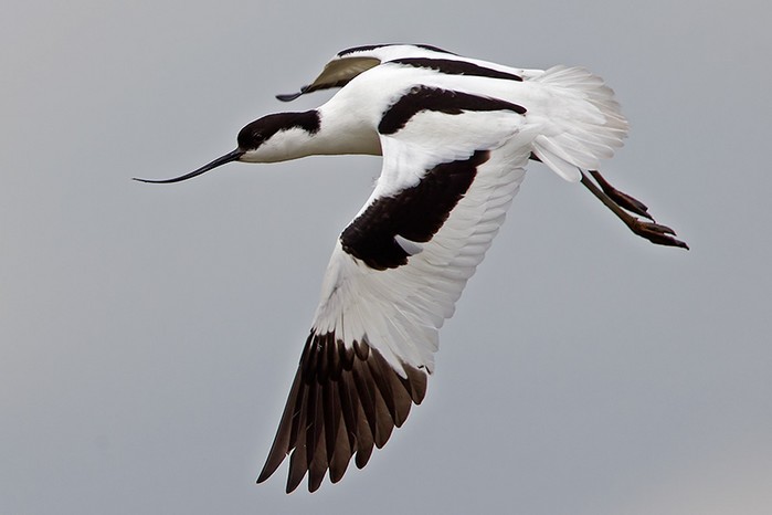 Avocet