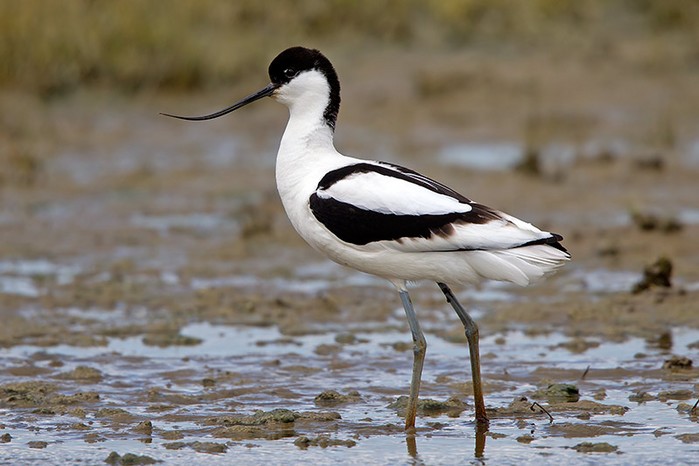 Avocet