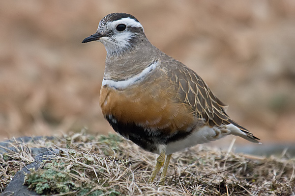 Dotterel