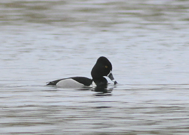 Ring-necked Duck