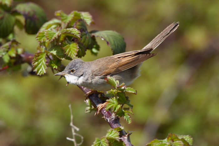 Whitethroat