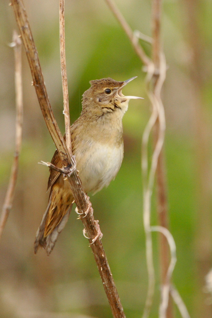 Grasshopper Warbler