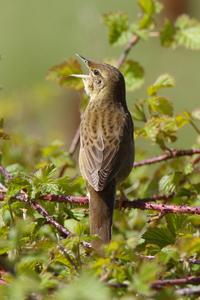 Grasshopper Warbler