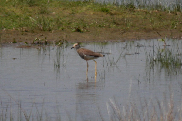White-tailed Plover