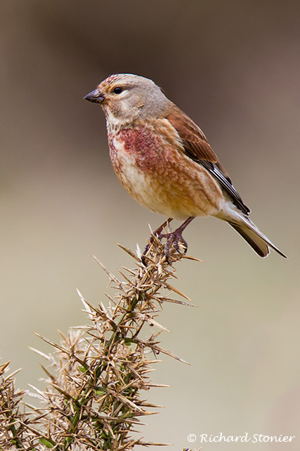 Linnet