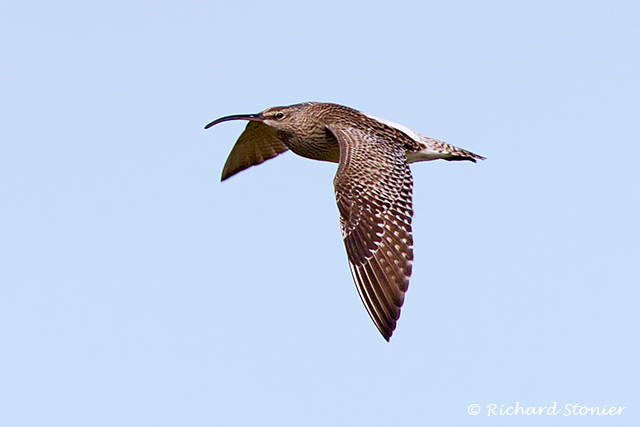 Whimbrel