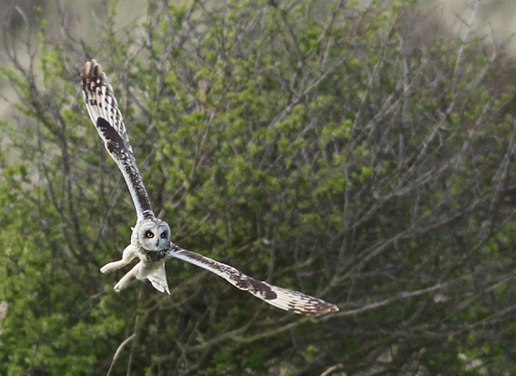 Short-eared Owl