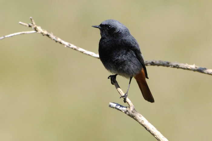 Black Redstart