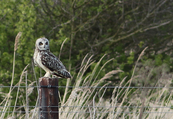 Short-eared Owl