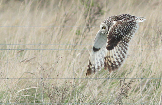 Short-eared Owl