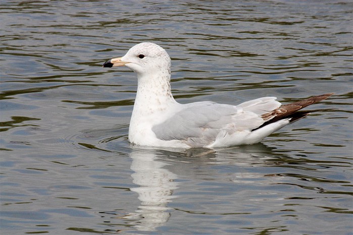 Ring-billed Gull
