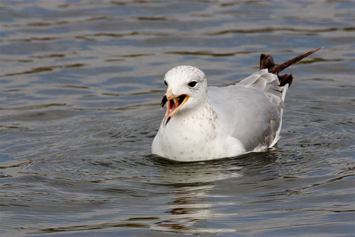 Ring-billed Gull