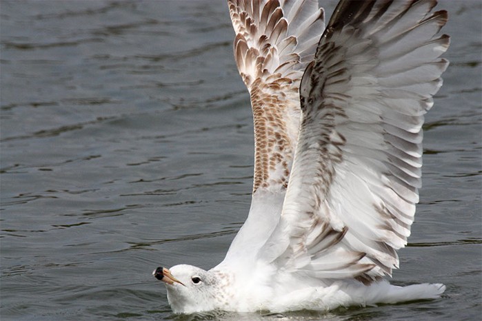 Ring-billed Gull