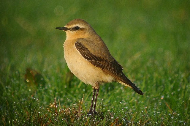 Wheatear