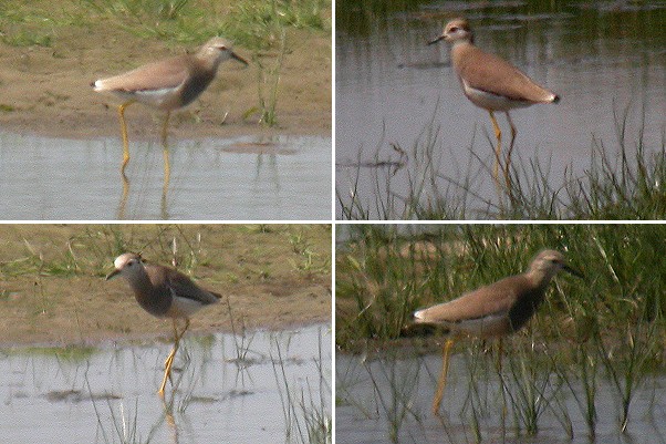 White-tailed Plover