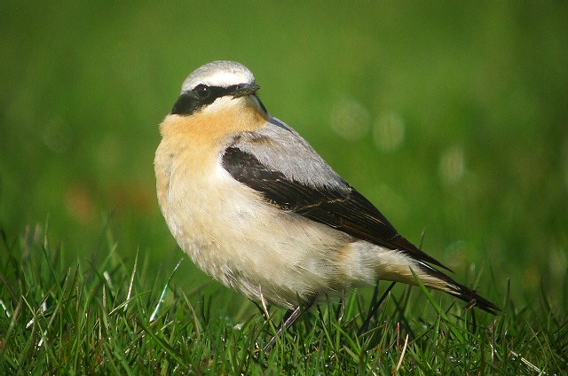 Wheatear