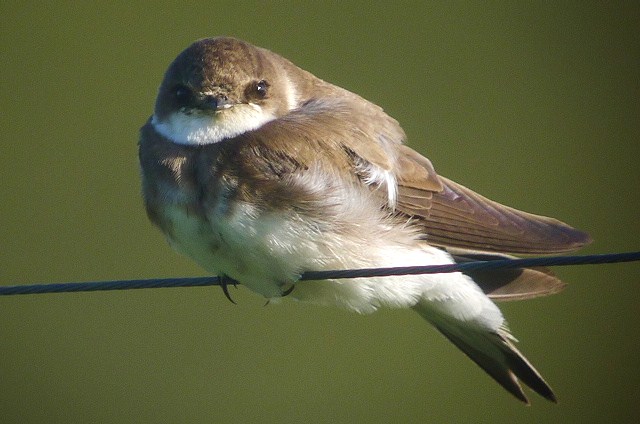 Sand Martin