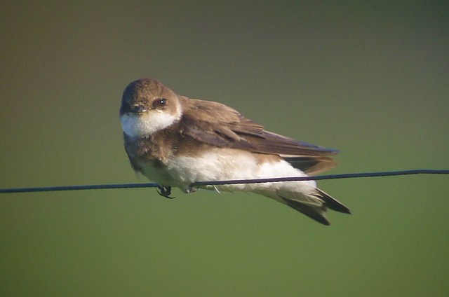 Sand Martin