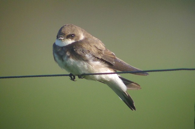 Sand Martin