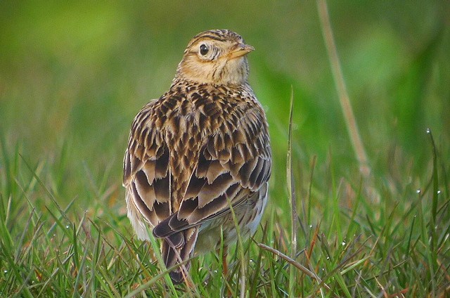 Skylark