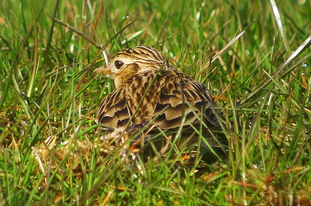 Skylark