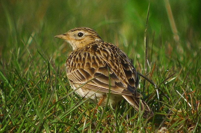 Skylark