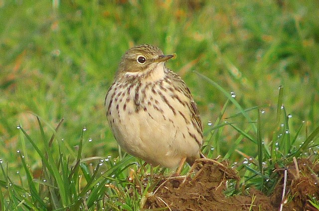 Meadow Pipit