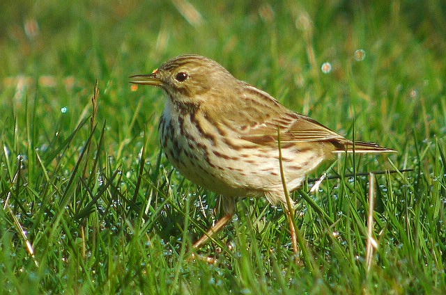 Meadow Pipit