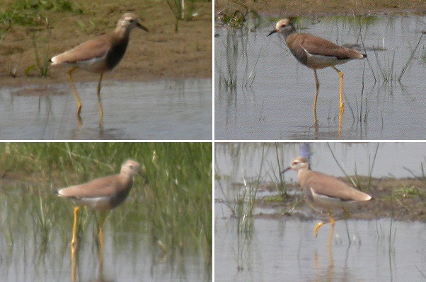 White-tailed Plover