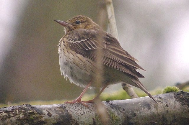 Tree Pipit