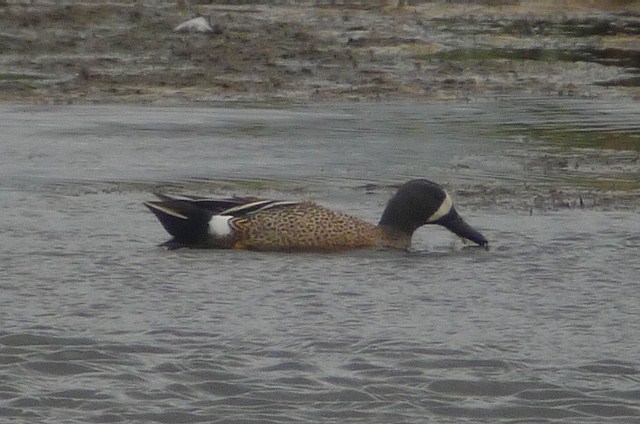 Blue-winged Teal