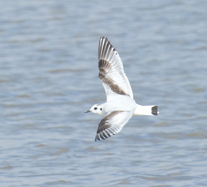 Little Gull