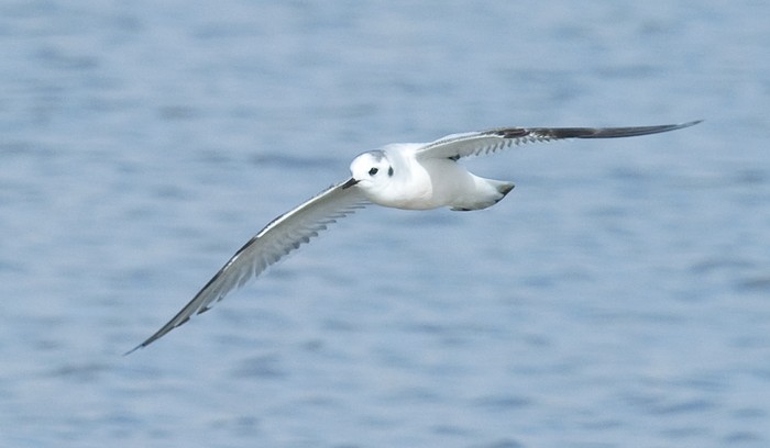 Little Gull