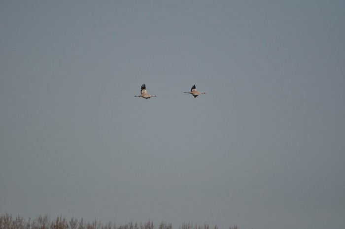 Common Crane