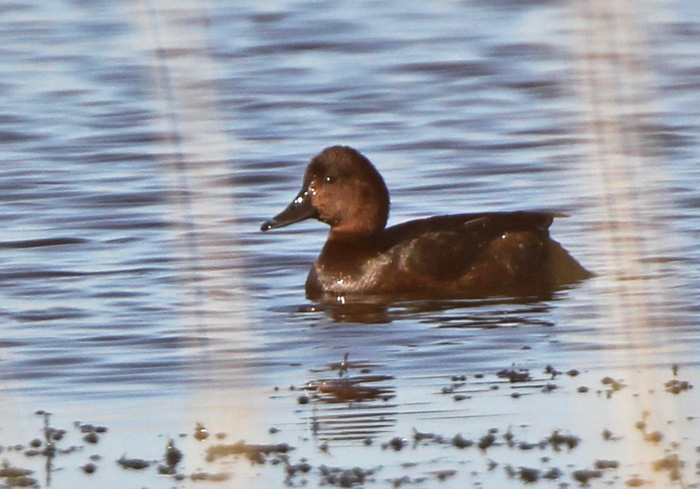 Ferruginous Duck